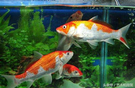 風水魚有哪些|【風水魚種類】讓住家運勢旺旺！你不可不知的十大風水魚種類